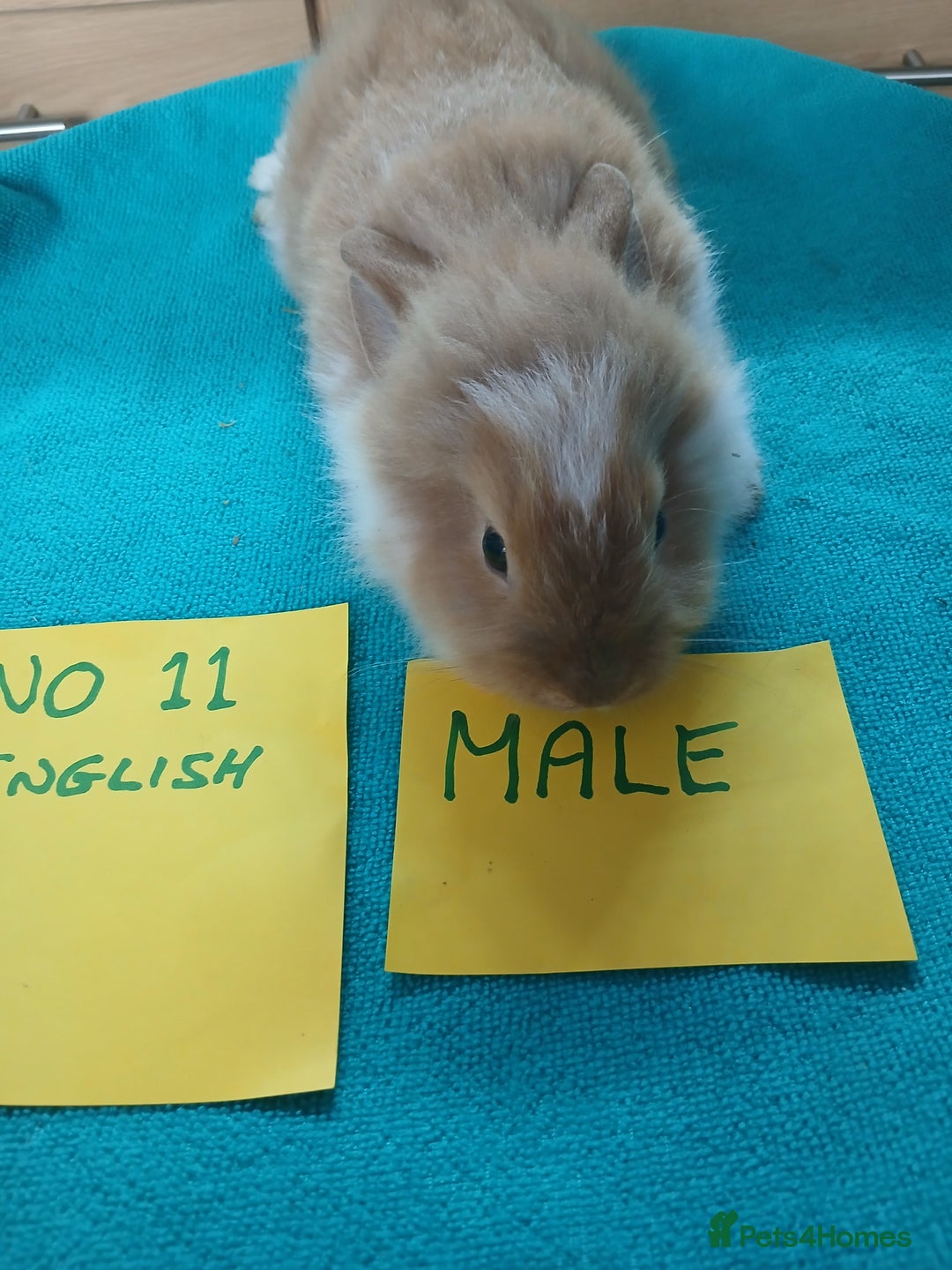 English rabbits for sale: Rabbits for sale , various sexes avaliable  - Image 20