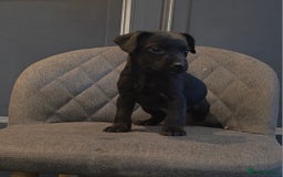 Patterdale Terrier dogs for sale: Patterdale Working Pups Ready To Go - Image 10