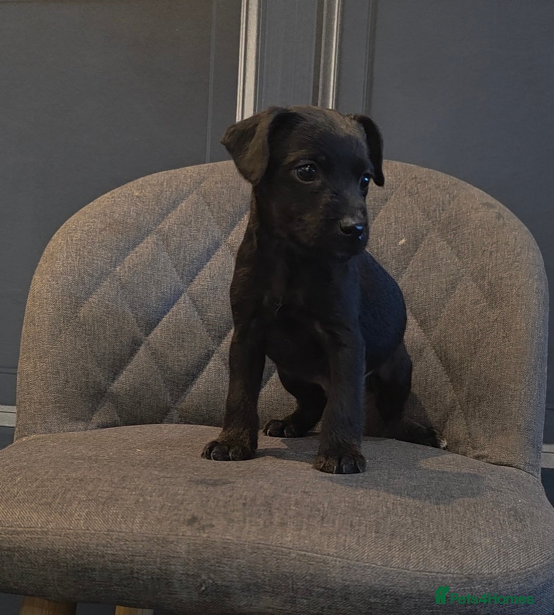 Patterdale Terrier dogs for sale: Patterdale Working Pups Ready To Go - Image 10