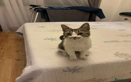 Mixed Breed cats for adoption: 🍥Nemo🍥 for adoption, fostered in OXFORD - Image 2