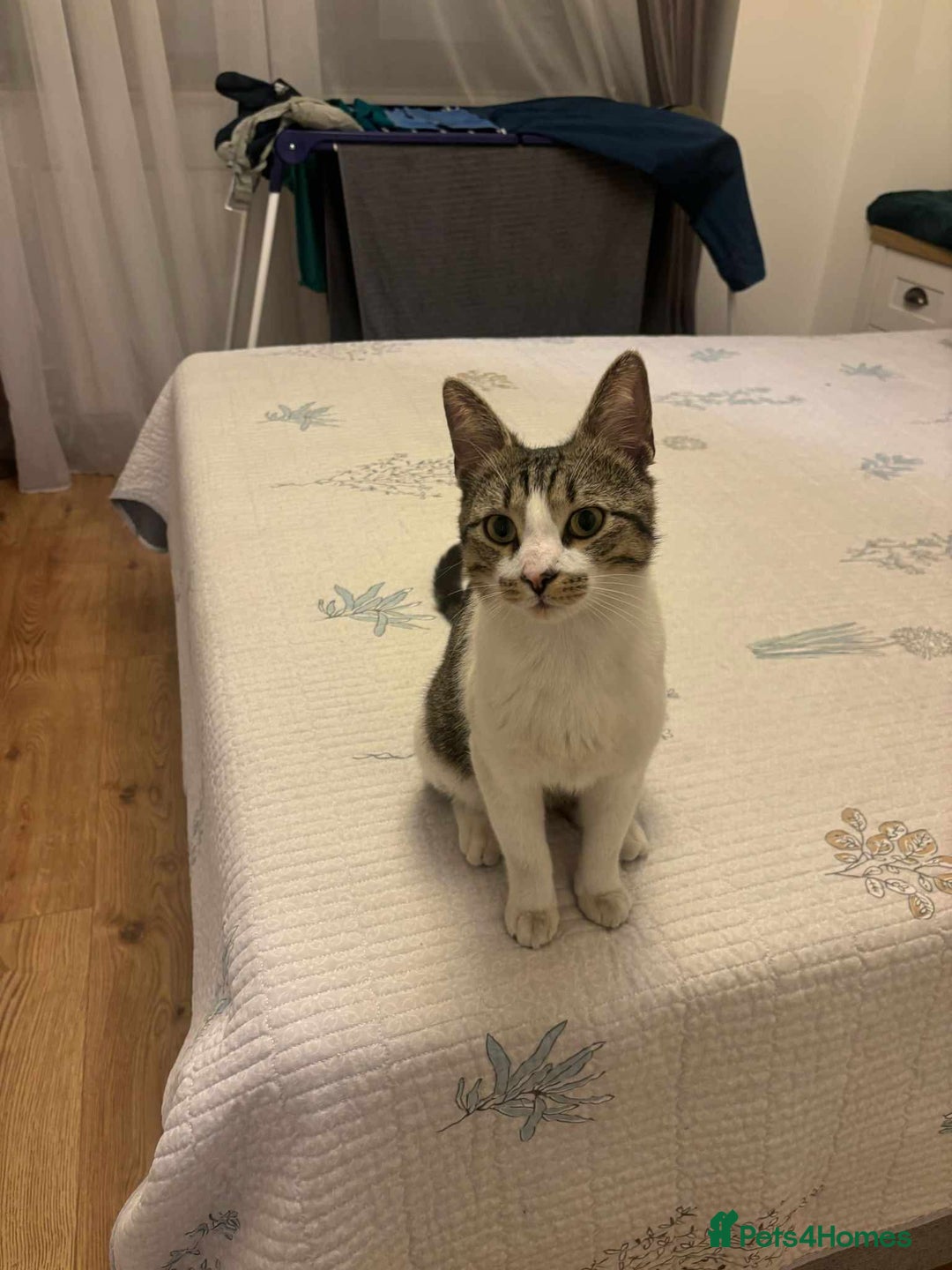 Mixed Breed cats for adoption: 🍥Nemo🍥 for adoption, fostered in OXFORD - Image 2