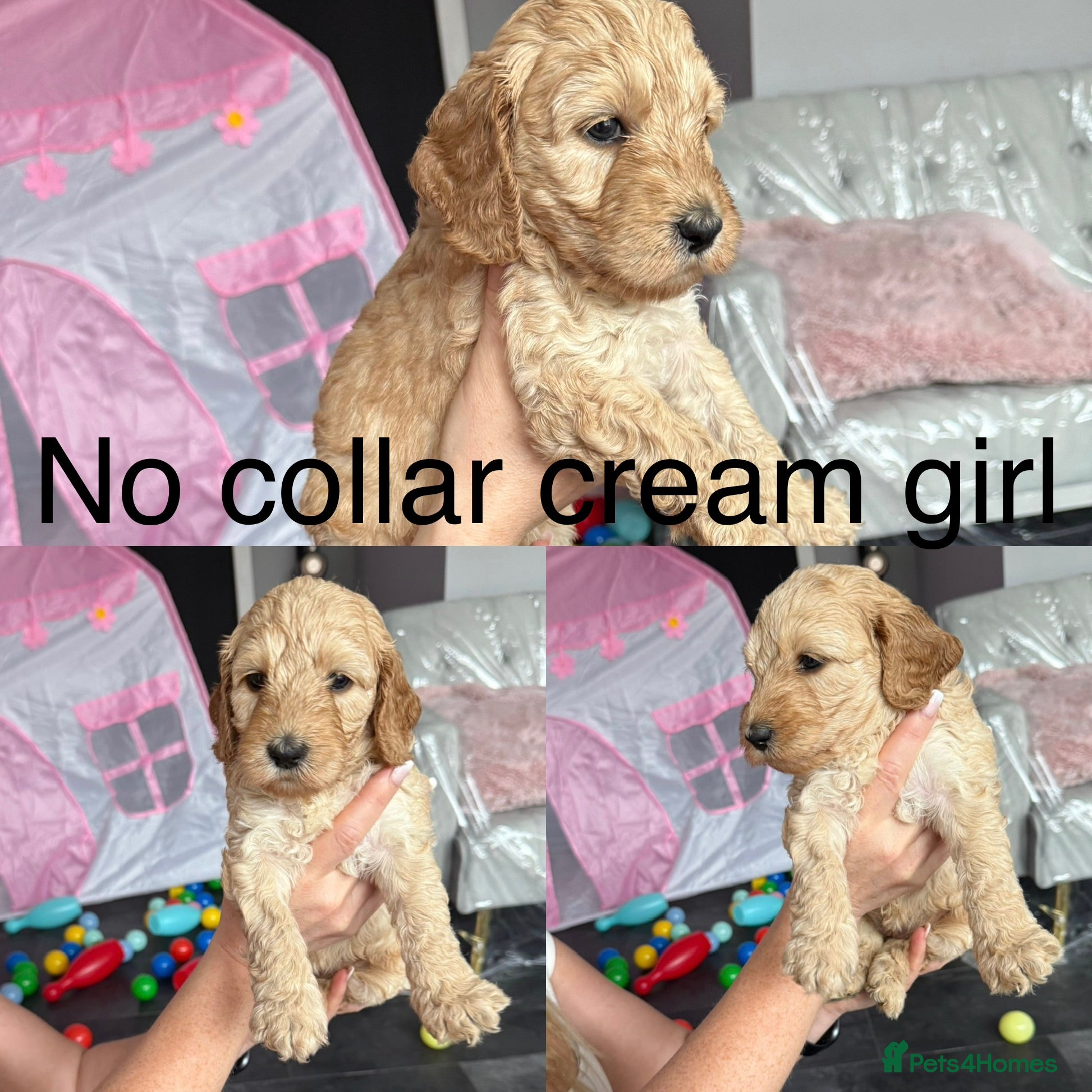 Cockapoo dogs Beautiful cockapoo puppies  - Advert 2