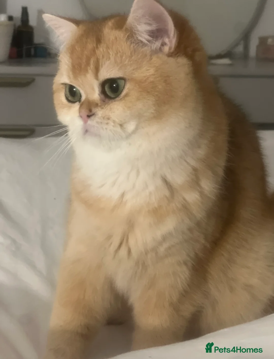 British Shorthair cats for sale: 🏆Tica registered ny12 British Shorthair Boys🏆 - Advert 7