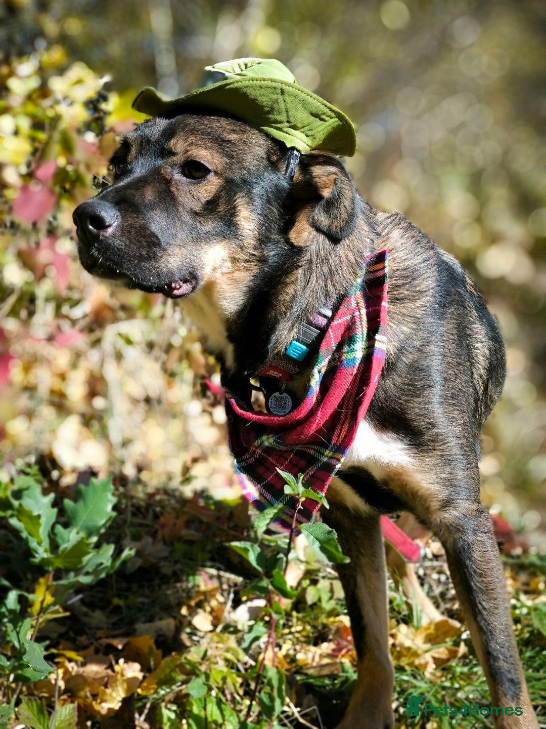 Mixed Breed dogs for adoption: 💙🐶 KOKOS 🐶💙 - Advert 6