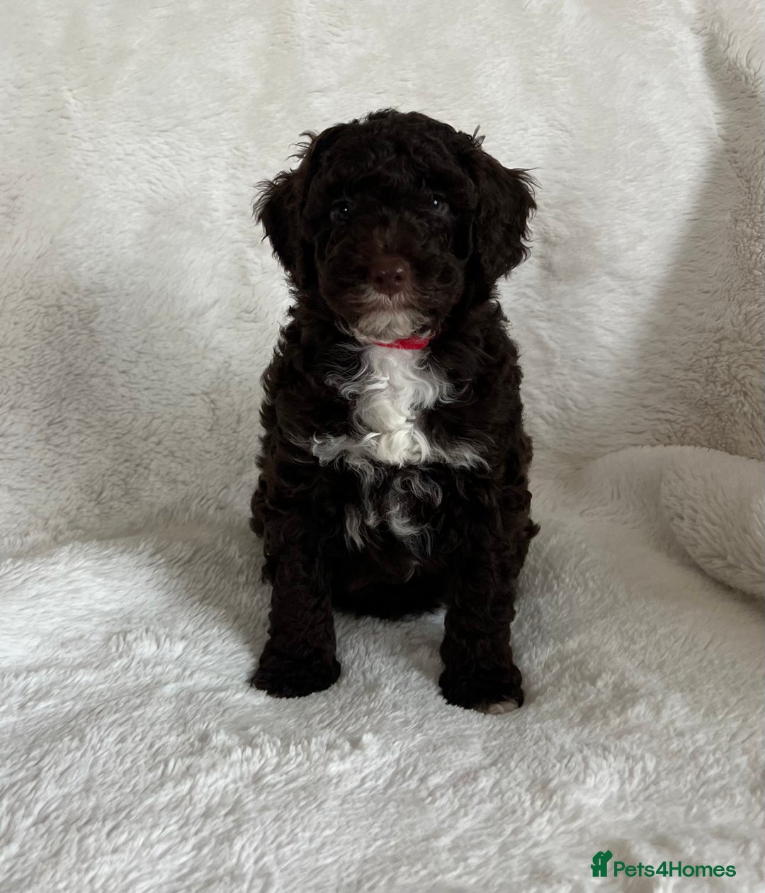 Goldendoodle dogs for sale: Beautiful litter of Goldendoodles  - Image 7