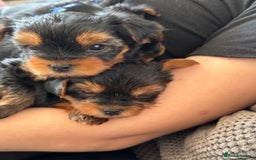 Yorkshire Terrier dogs for sale: Ready to leave  - Image 7