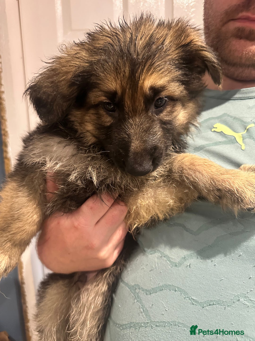 German Shepherd dogs for sale: German Shepherd puppies *Open to sensible offers* - Advert 24