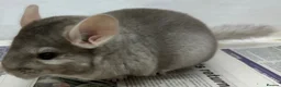 Chinchilla rodents for sale: Bertie, beautiful Beige boy - Advert 5
