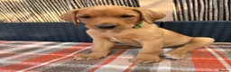 Labrador Retriever dogs for sale: Fox red Labrador  - Advert 8