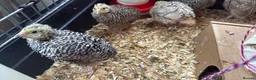 Quail poultry for sale: Jumbo Japanese Coturnix Quail  - Advert 6