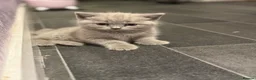 British Shorthair cats for sale: Ready to be adopted full lilac bsh kittens - Advert 5