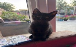 Domestic Shorthair cats for sale: Kitten  - Image 1