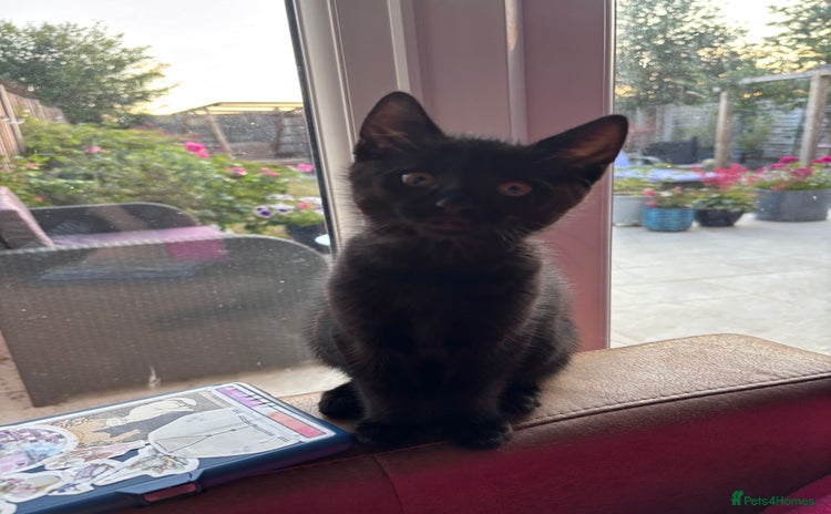 Domestic Shorthair cats - Advert 1