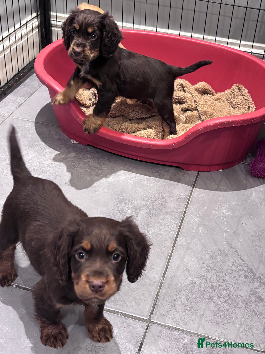 Cocker Spaniel dogs for sale: Working cocker spaniel now ready - Advert 14