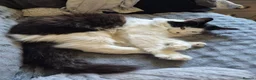 Mixed Breed cats for sale: Female Cat in Ashington - Advert 4
