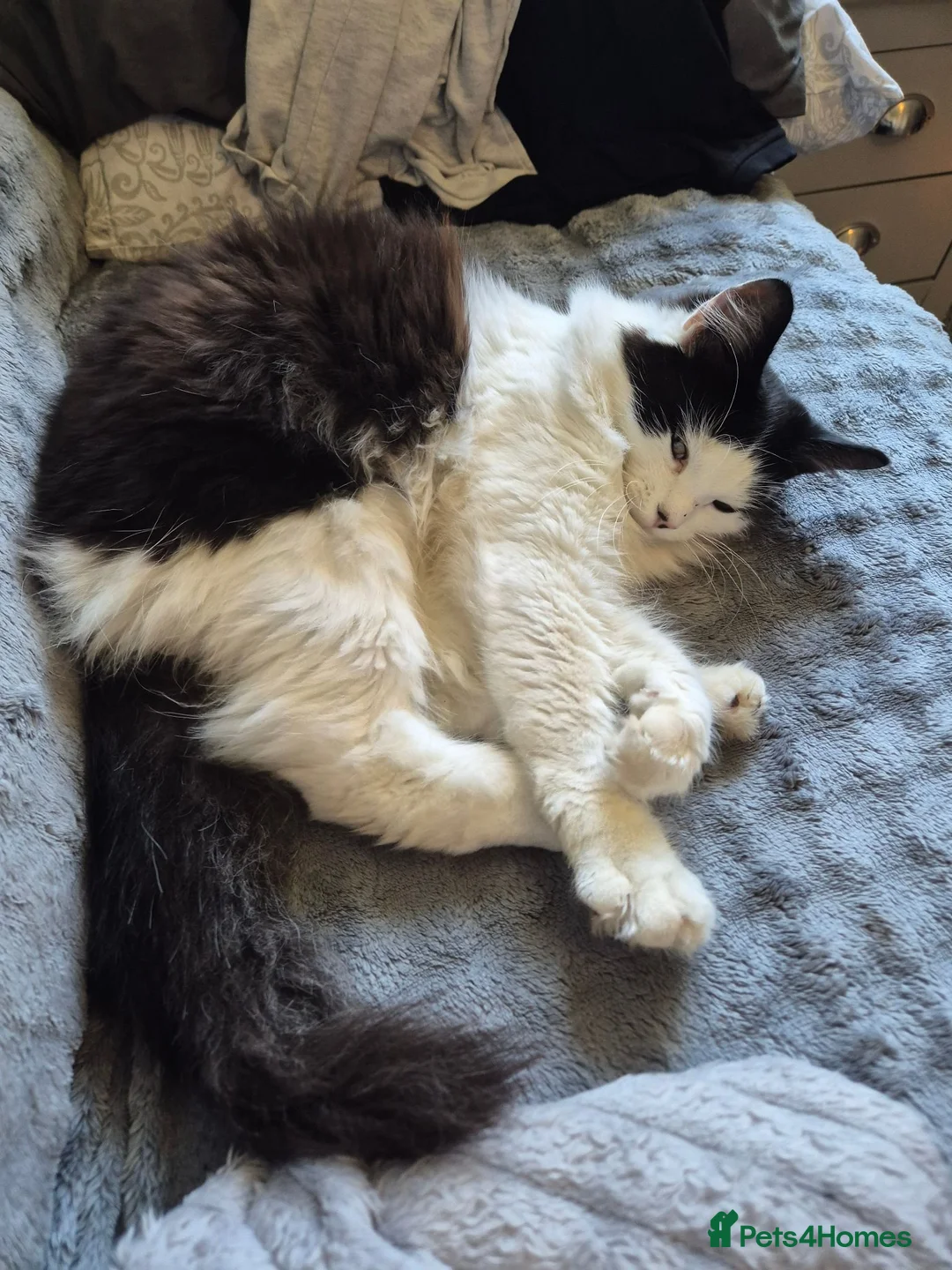 Mixed Breed cats for sale: Female Cat in Ashington - Advert 4