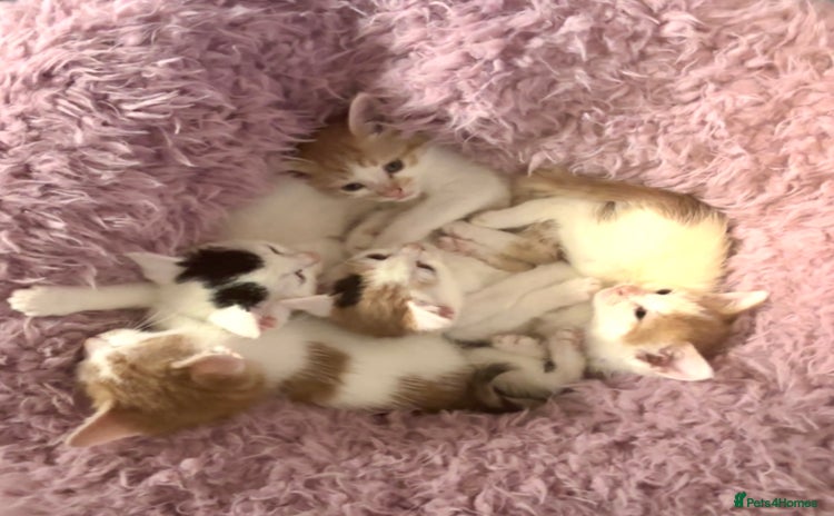 Mixed Breed cats - Advert 13