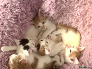 Mixed Breed cats - Advert 27