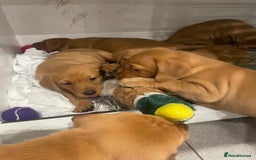 Labrador Retriever dogs for sale: Exceptional breed Labradors - Image 8