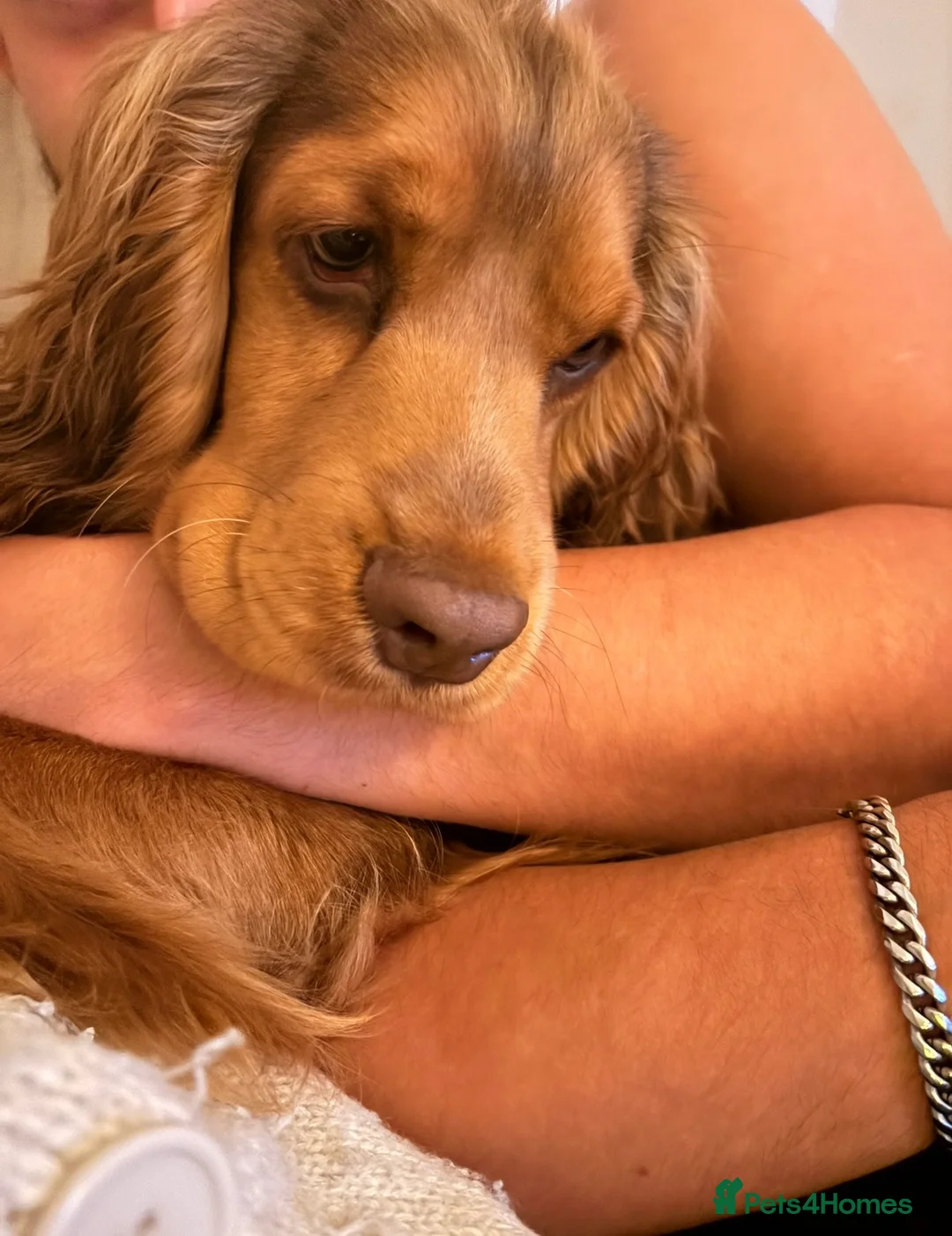 Cocker Spaniel dogs for stud: 🐾 Proven Cocker Spaniel Stud Available 🐾 in Halesworth - Advert 2