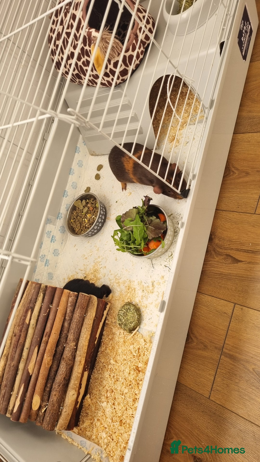 Guinea Pig rodents for sale: Two male guinea pigs for sale - Advert 5