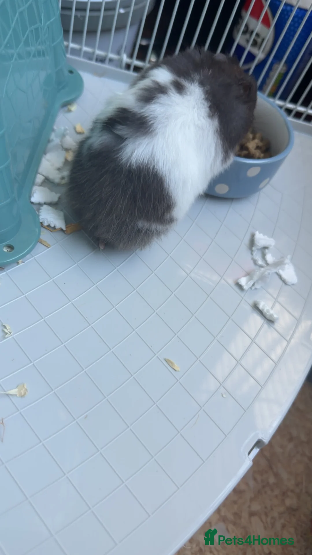 Hamster rodents for sale: Hamster for sale  in London - Advert 2