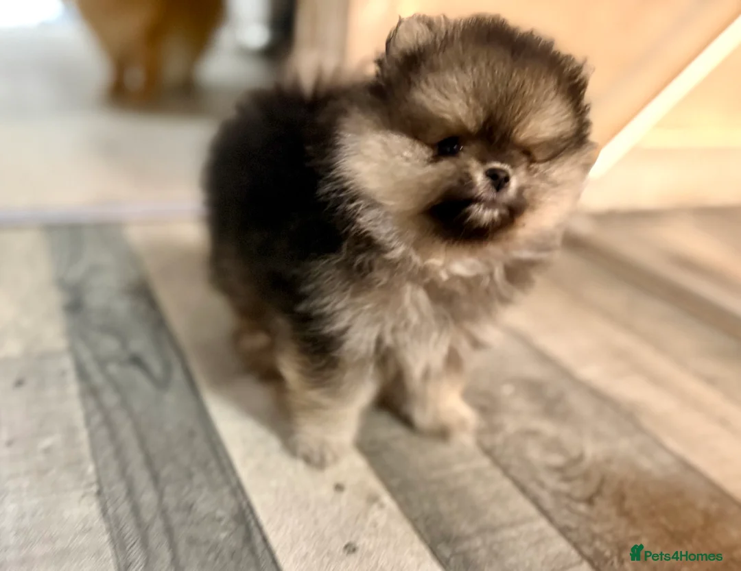 Pomeranian dogs for sale: Stuning Rare Colour Pomeranian Boy - Wolf Sable  - Advert 10