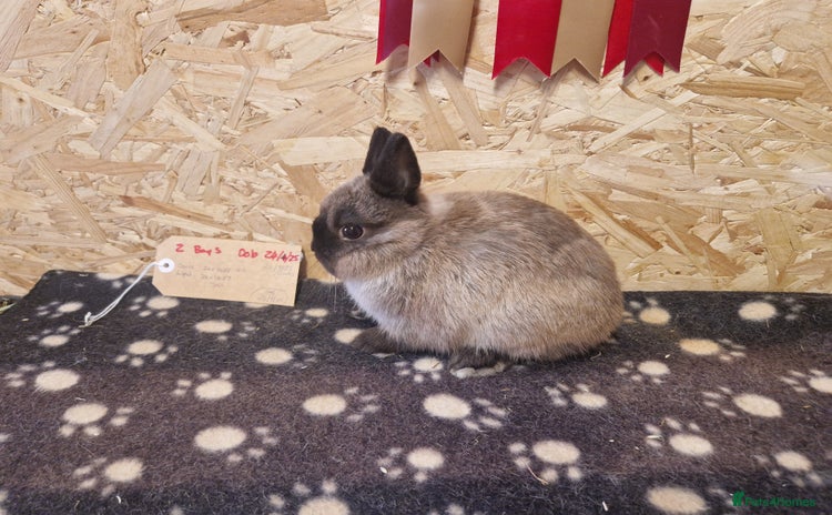 Netherland Dwarf rabbits - Advert 1
