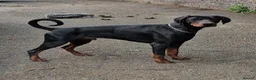 Dobermann dogs for sale: KC Doberman Male - Advert 4