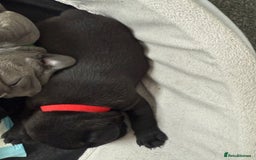 French Bulldog dogs for sale: French bulldog puppies looking for loving homes  - Image 30