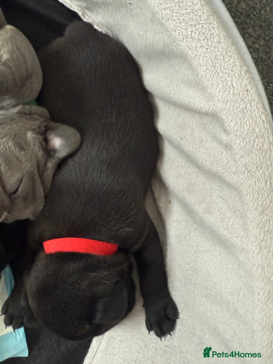 French Bulldog dogs for sale: French bulldog puppies looking for loving homes  - Image 30