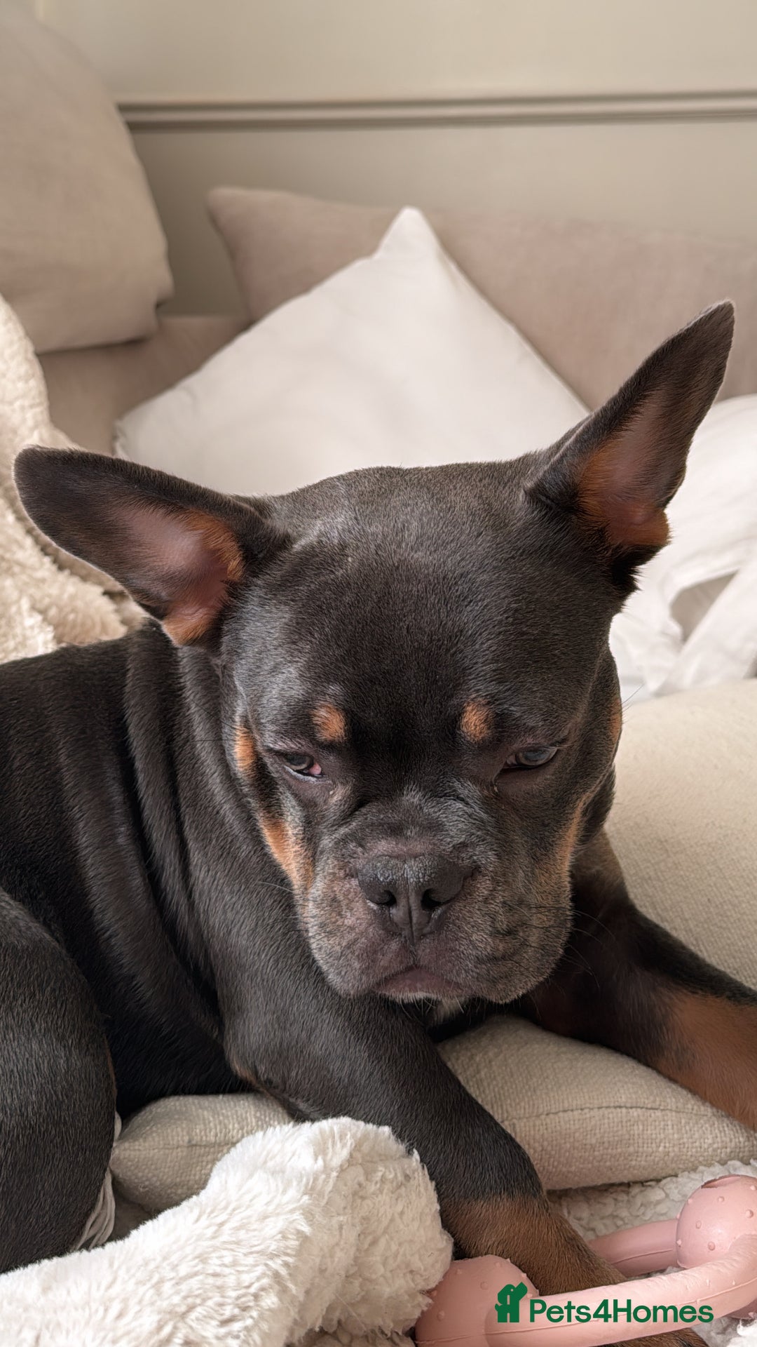 Mixed Breed dogs for sale: French bulldog x chihuahua 11 months old - Image 1