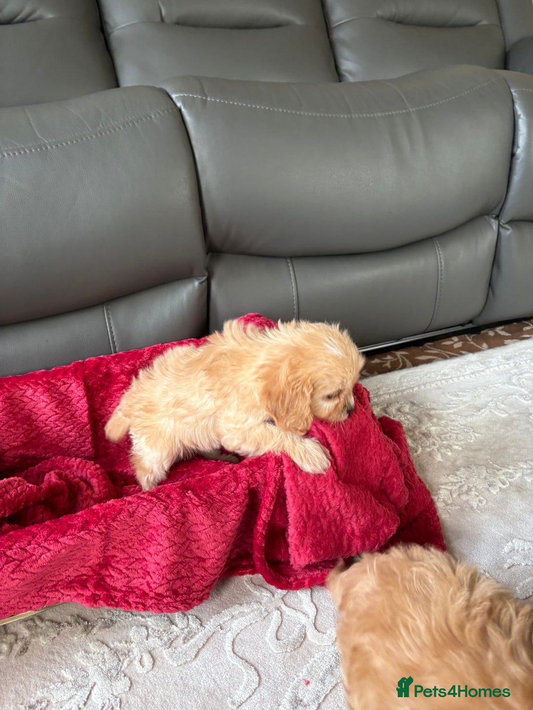 Cavapoo dogs for sale: Beautiful cavapoos ready now - Advert 24