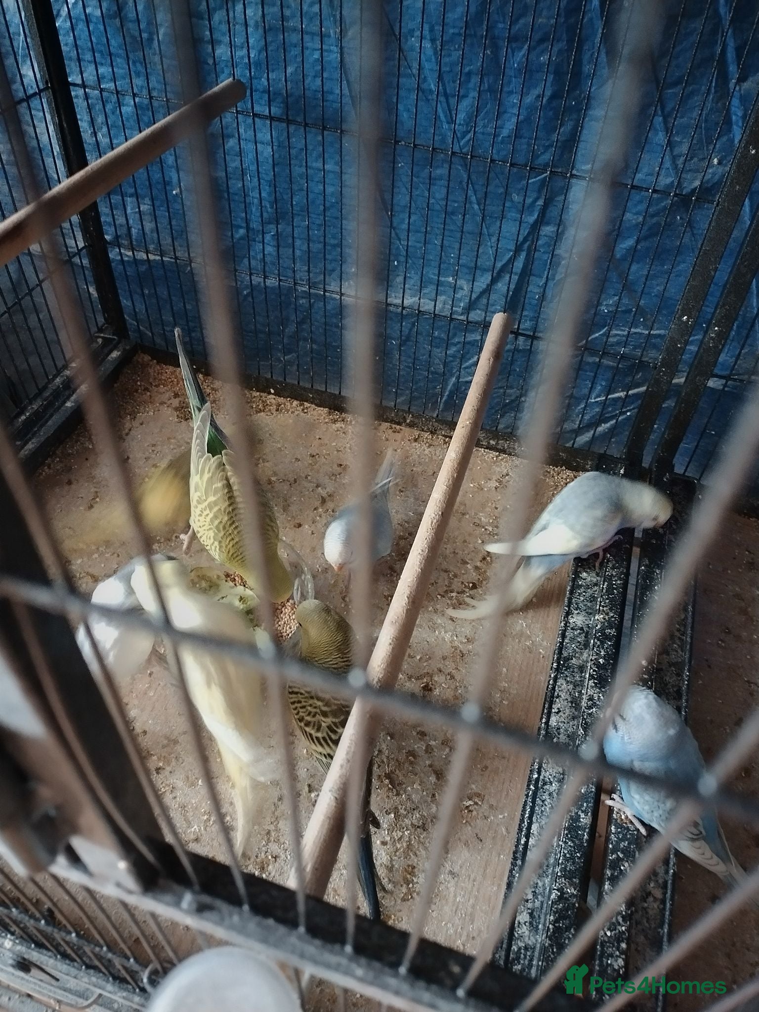 Budgerigars birds For sale  - Advert 2