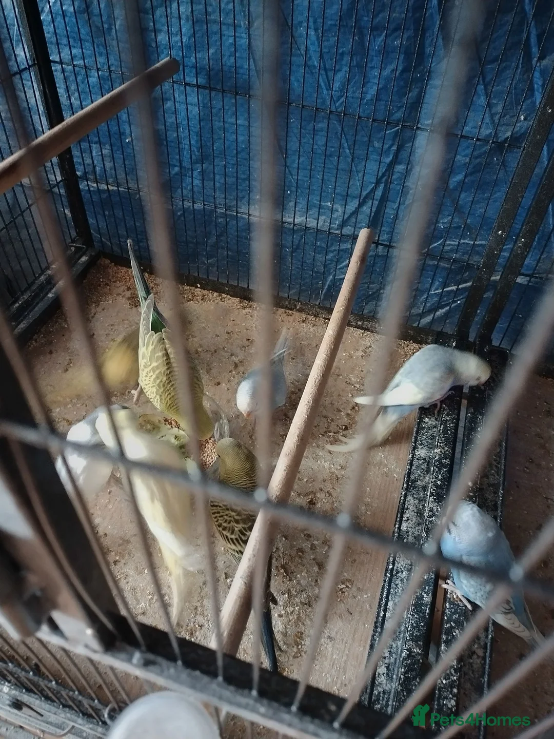 Budgerigars birds for sale: For sale  - Advert 2