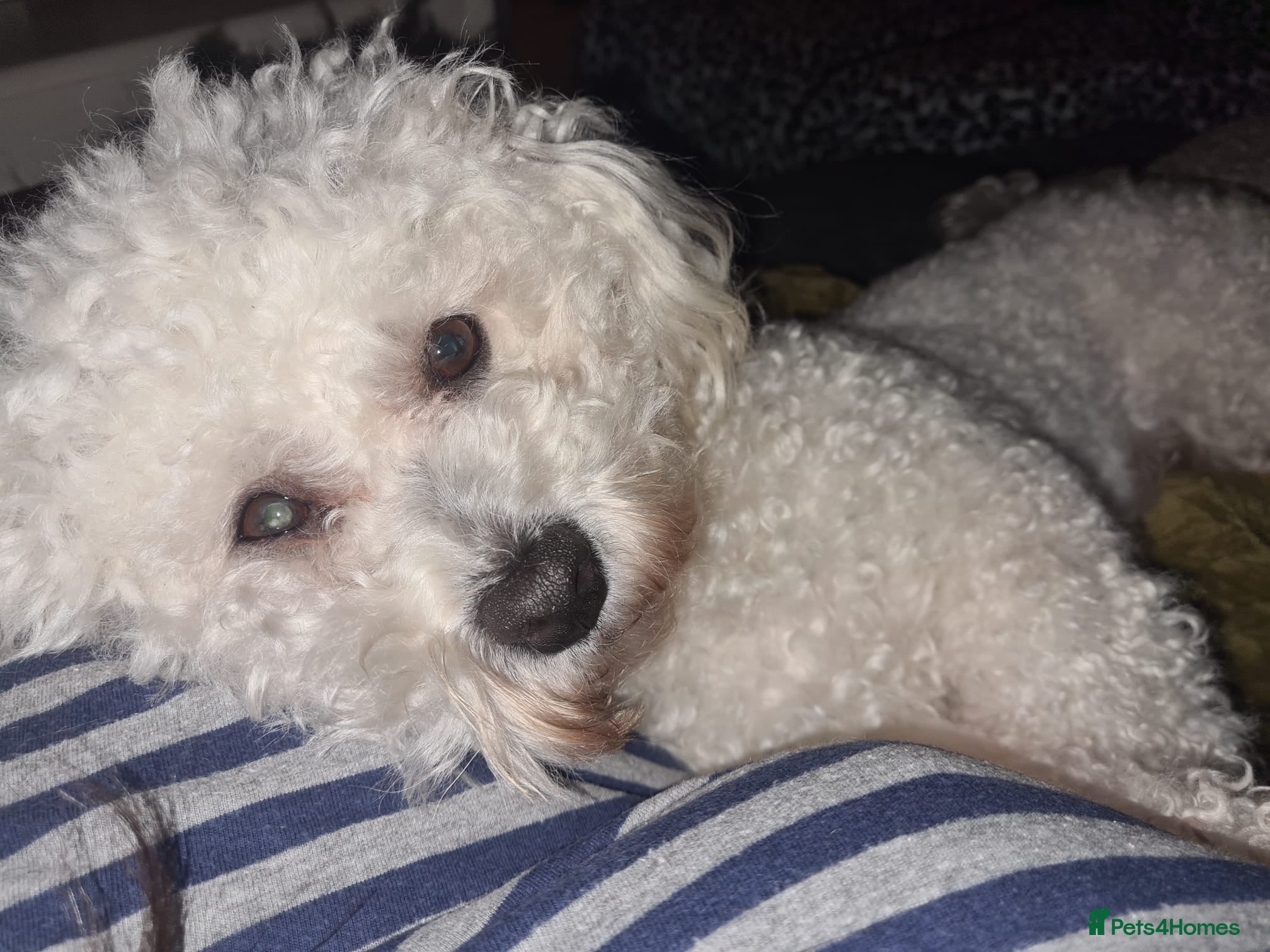 Bichon Frise dogs Mia - Bichon Frise - 5 years old - Neutered  - Advert 3