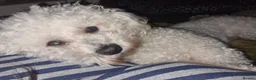 Bichon Frise dogs for sale: Mia - Bichon Frise - 5 years old - Neutered  - Advert 1