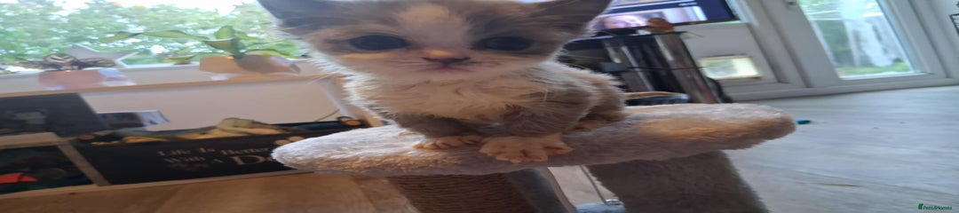 Mixed Breed Kitten 3