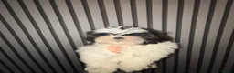 Shih Tzu dogs for sale:  2 kc reg shih tzh ready to go  - Advert 5