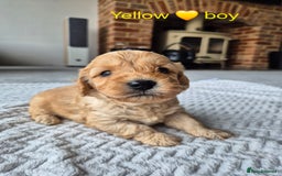 Cockapoo dogs for sale: Gorgeous F2b Cockapoos  - Image 6
