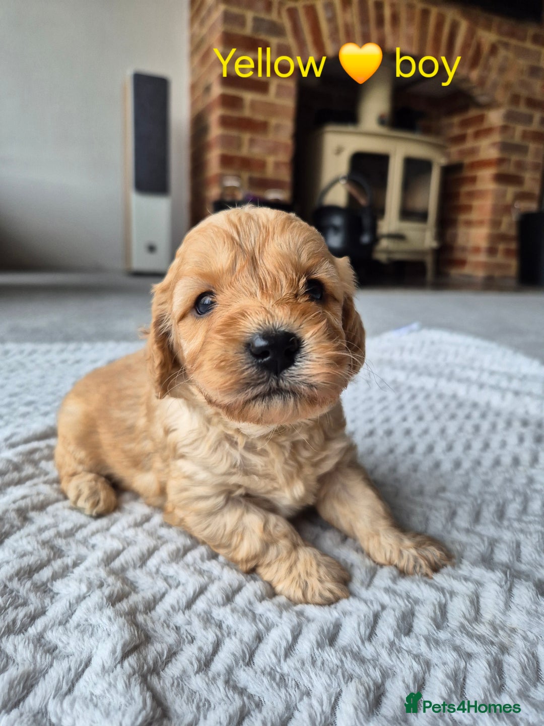 Cockapoo dogs for sale: Gorgeous F2b Cockapoos  - Image 6