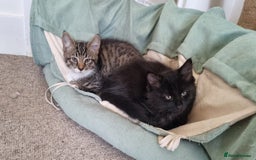 Maine Coon cats for sale: Maine Coon Mix READY TO GO - Image 11