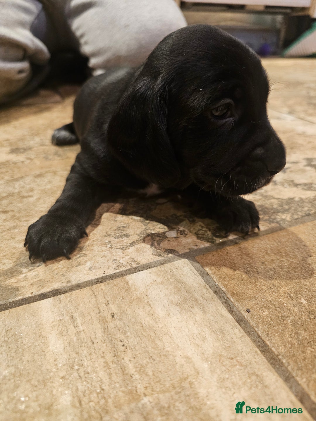 Mixed Breed dogs for sale: Springer spaniel x miniature dachshund  - Advert 4