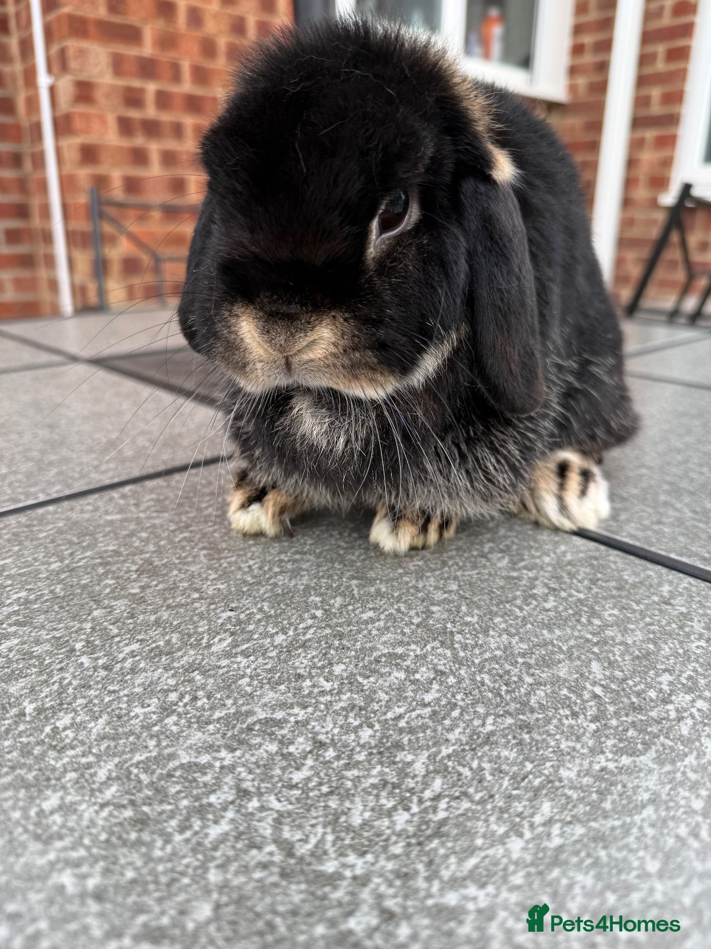 Mini Lop rabbits Mini lop 3.5 year old female - Advert 1