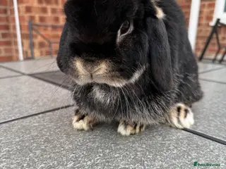 Mini Lop rabbits Mini lop 3.5 year old female - Advert 1