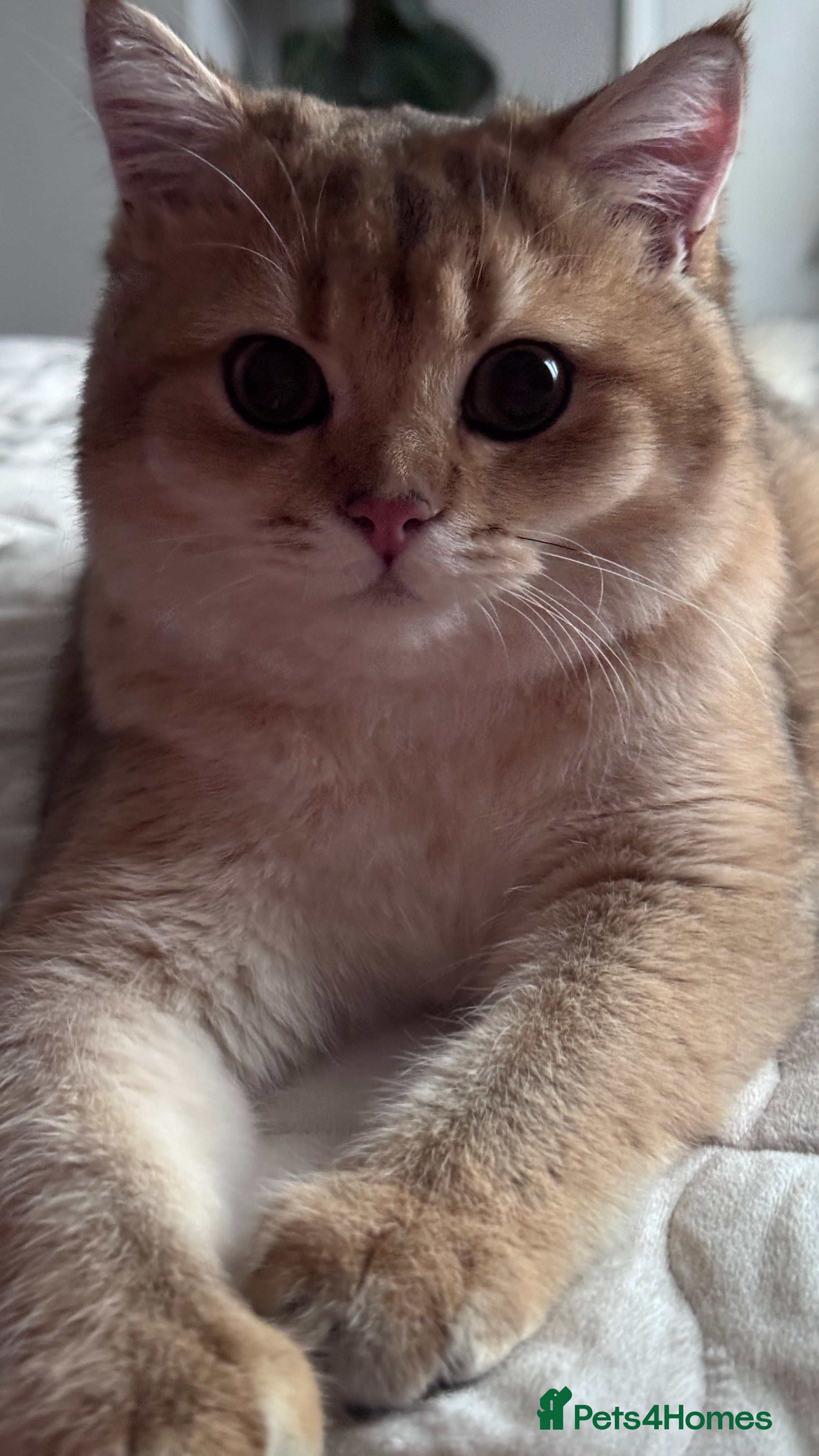 British Shorthair cats BSH BOY GCCF GOLDEN BLACK TIPPED  - Advert 8