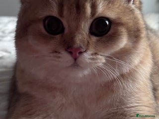 British Shorthair cats BSH BOY GCCF GOLDEN BLACK TIPPED - Advert 7