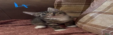 Tabby and white boy 