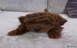 Toy Poodle dogs for sale: KC Registered gorgeous Red Toy Poodle Puppies - Image 6