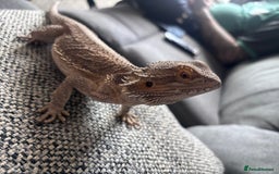 Bearded Dragon reptiles for sale: Bearded dragon with full set up  - Image 12